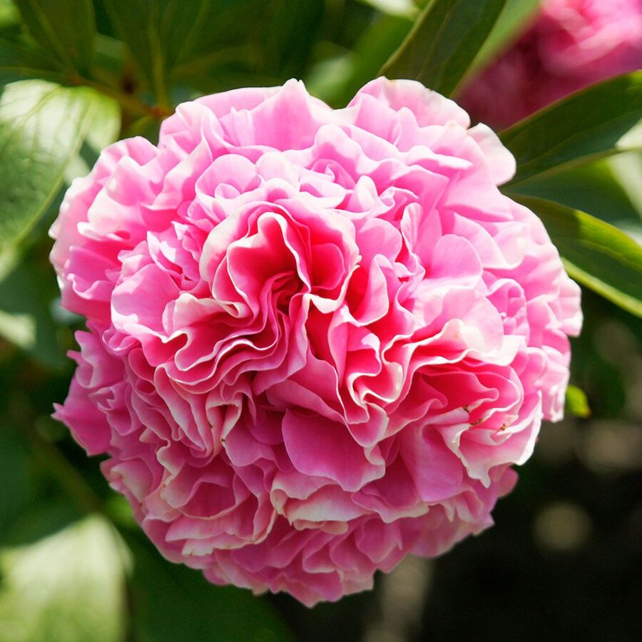 Peonija hibrīdā Carnation Bouquet /Paeonia hybrid/