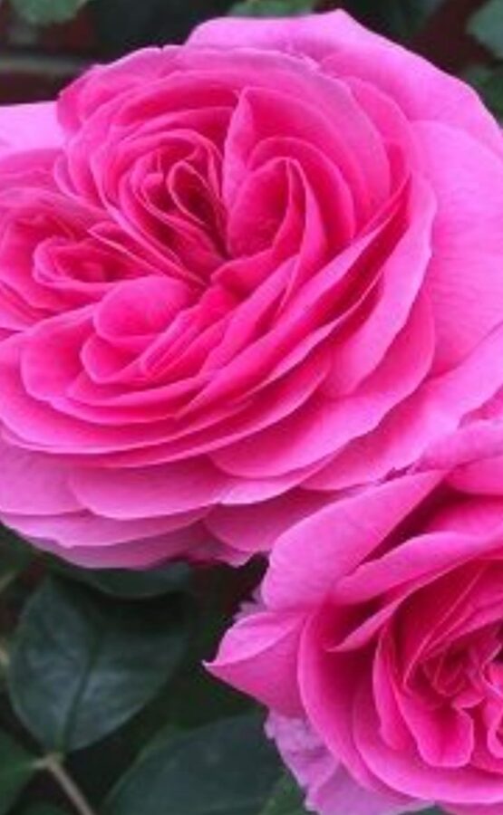 English rose Gertrude Jekyll /Rosa/
