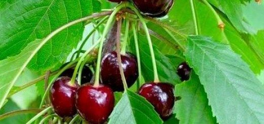 Sweet Cherry Ovstuženko  /Prunus Avium/