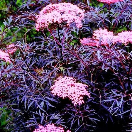 Black Elderberry Black Lace /Sambucus nigra/ 