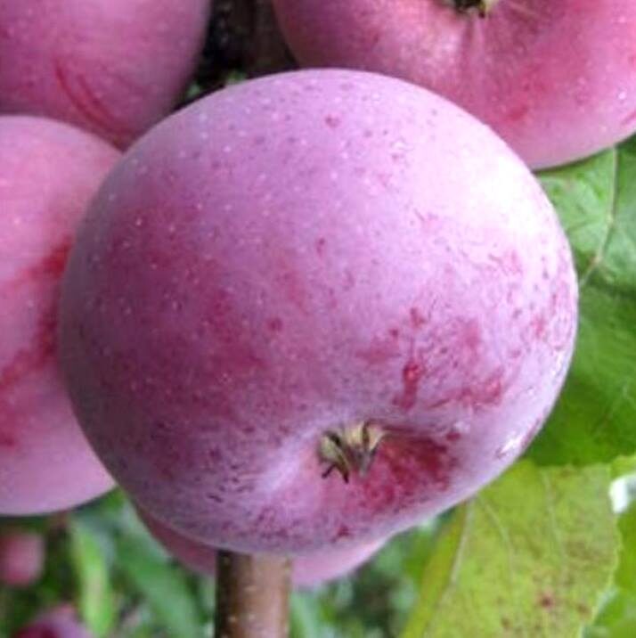 Apple Tree Antejs /Malus/