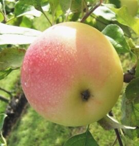 Apple Tree Atvasara /Malus/