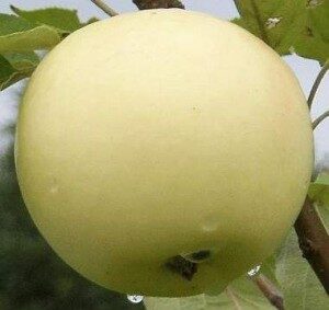 Apple Tree White Transparent /Malus/