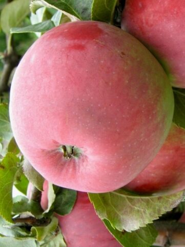 Apple Tree Gita /Malus/