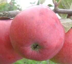 Apple Tree Iedzēnu /Malus/
