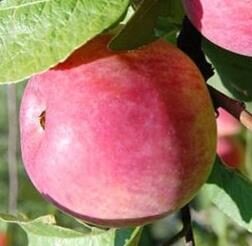 Apple Tree Cortland /Malus/