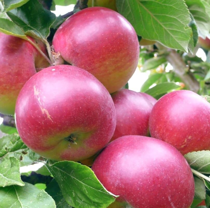 Apple Tree Kovaļenkovskoje /Malus/ 