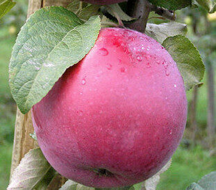 Apple Tree Roberts /Malus/