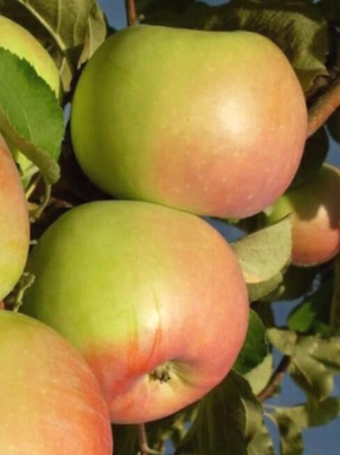 Apple Tree Sinap Orlovskij /Malus/