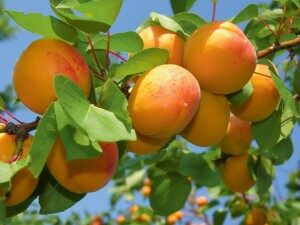 Apricot Tree Dobeles 