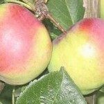 Apple Tree Auksis /Malus/