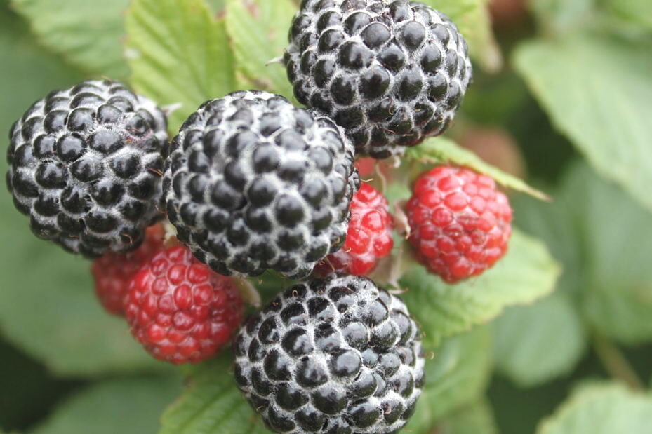 Black raspberry /Rubus occidentalis/