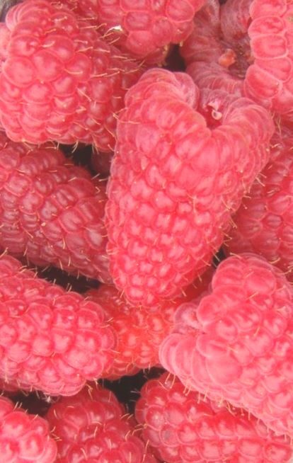 Raspberries  Laska /Rubus Idaeus/