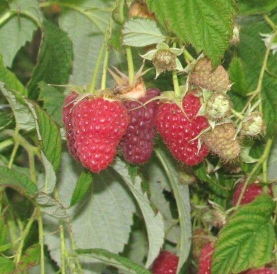 Raspberries  Poemat /Rubus Idaeus/