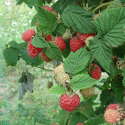 Raspberry Polana /Rubus Idaeus/ 