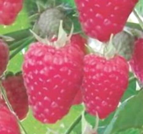 Raspberries  Polesie /Rubus Idaeus/