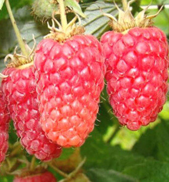 Raspberries  Sokolica /Rubus Idaeus/