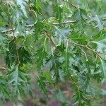 Silver Birch Crispa /Betula Pendula Crispa/ 