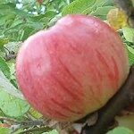 Apple-Pear Tree /Malus/ 