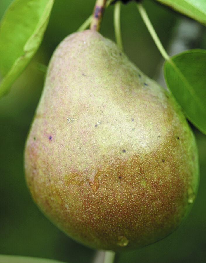 Pear Tree Latgale /Pyrus/