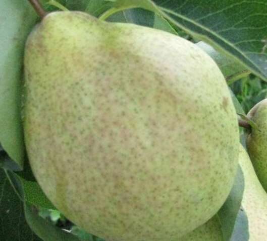 Pear Tree Mramornaja /Pyrus/ 