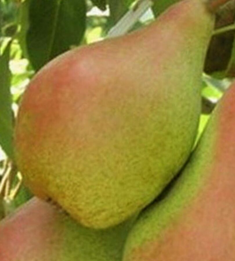 Pear Tree Orlovskaja Krasavica /Pyrus/
