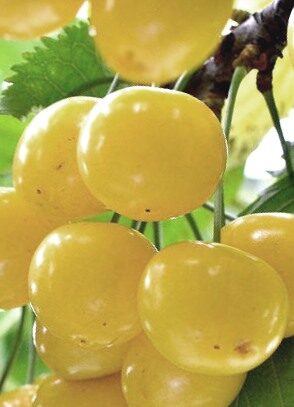 Sweet Cherry Aleksandrs /Prunus Avium/