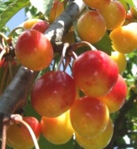 Sweet Cherry Doņeckij 42-37 /Prunus Avium/