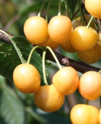Sweet Cherry Drogāna Dzeltenais /Prunus Avium/