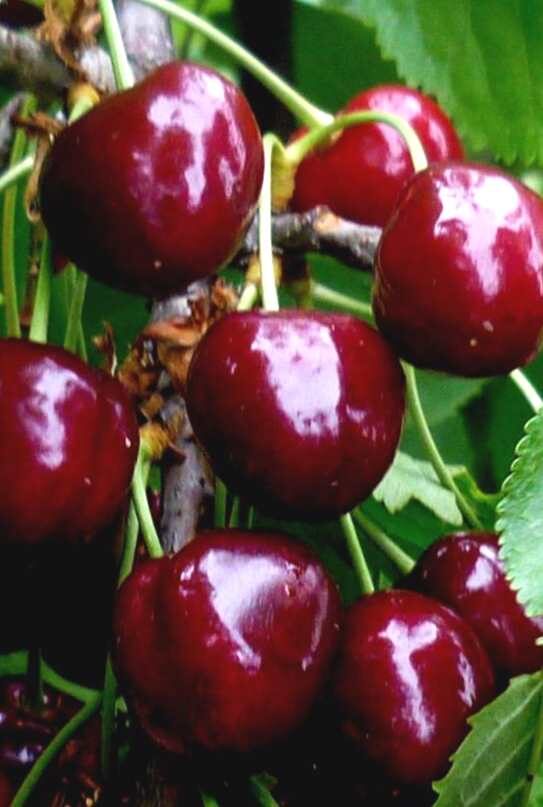 Sweet Cherry Lapins /Prunus Avium/
