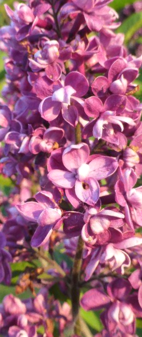 Common Lilac Arthur William Paul /Syringa Vulgaris/ 
