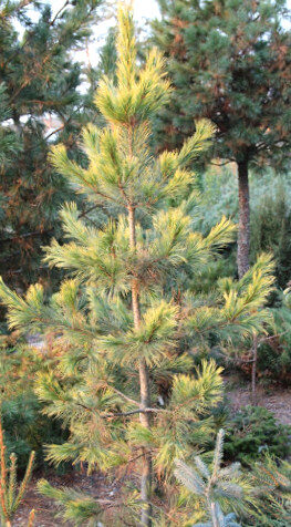  Ciedrupriede Eiropas Aurea /Pinus cembra Aurea/ 