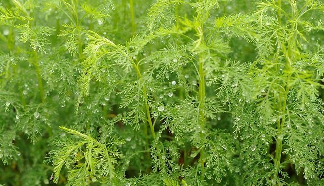 Southernwood /Artemisia Abrotanum/ 