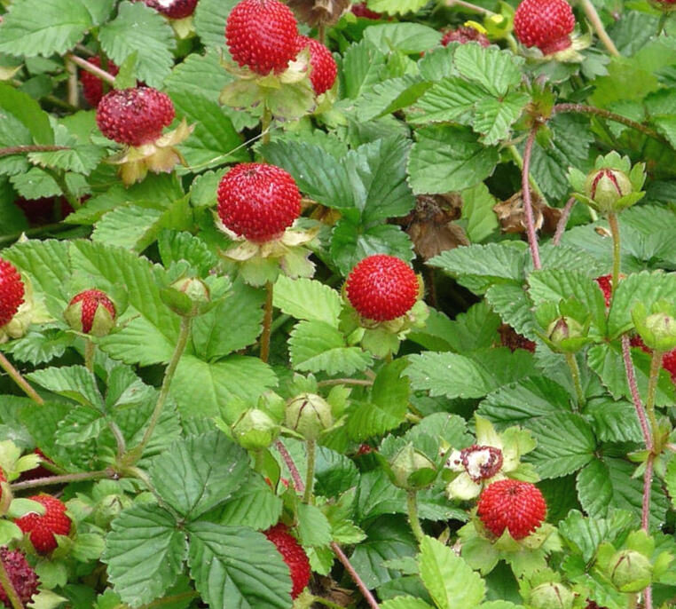 Indian-Strawberry /Duchesnea Indica/ 
