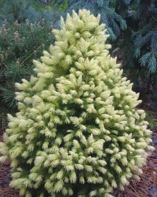 Canadian Spruce Daisys White /Picea Glauca Daisys White/ 