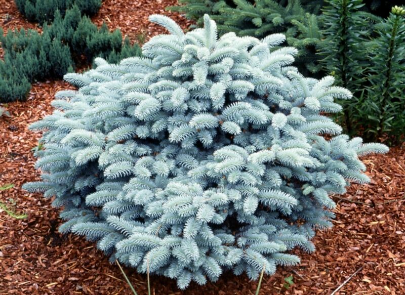Blue Spruce Glauca Globosa /Picea Pungens Glauca Globosa/ 