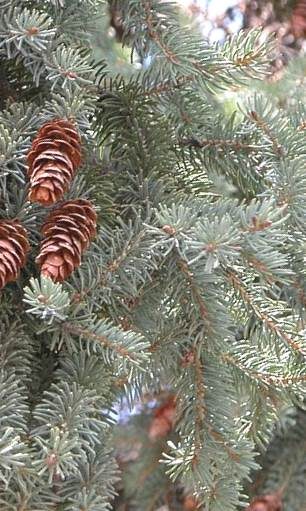 Canadian Spruce /Picea Glauca/ 