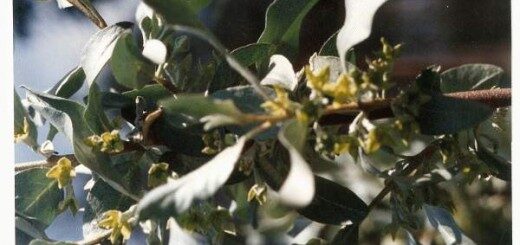 American Silverberry /Elaeagnus Commutata Syn. E. Argentea/ 