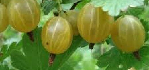 Gooseberry Kuršu Dzintars /Grossularia Reclinata/ 