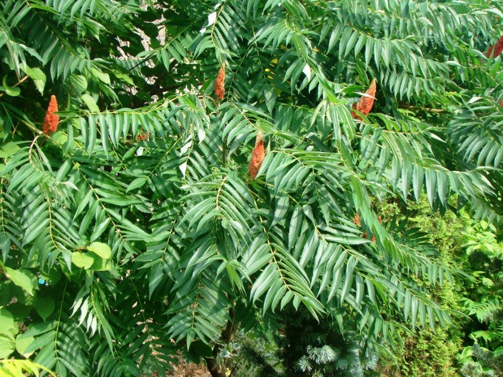 Сумах оленерогий, или  Уксусное дерево /Rhus typhina/