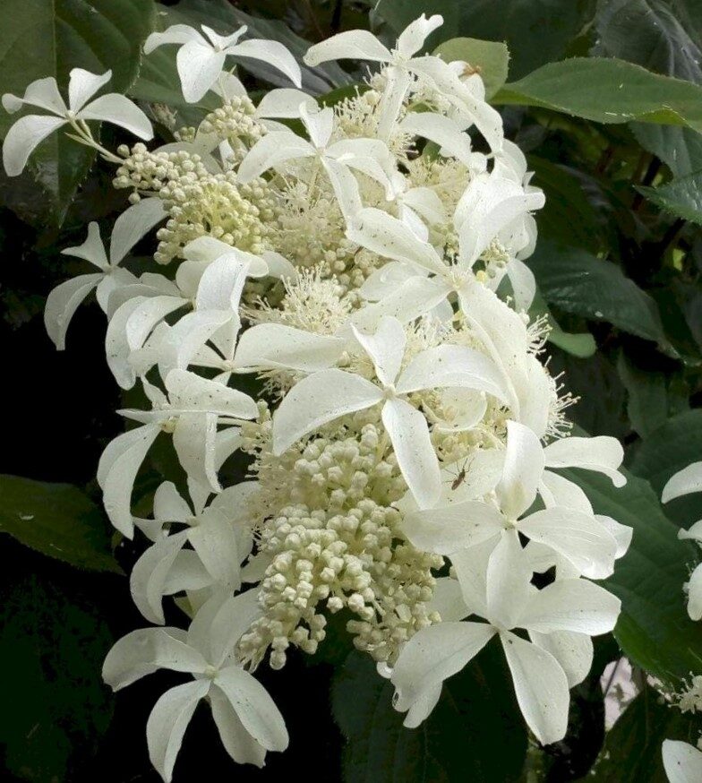 Hortenzija skarainā Great Star /Hydrangea paniculata/