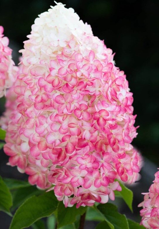 Hortenzija skarainā Living Pink & Rose /Hydrangea paniculata/