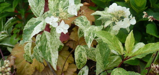 Panicled Hydrangea Shikoku Flash /Hydrangea Paniculata Shikoku Flash/ 