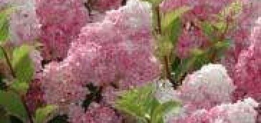Гортензия метельчатая Vanille Fraise  /Hydrangea paniculata Vanille Fraise/