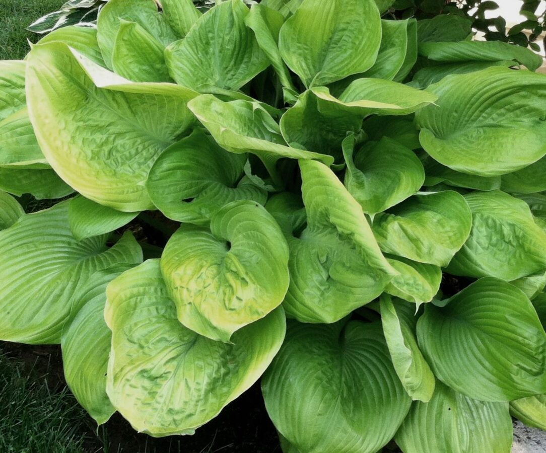 Hosta Or Planatin Lily Sum And Substance /Hosta Sum And Substance/ 