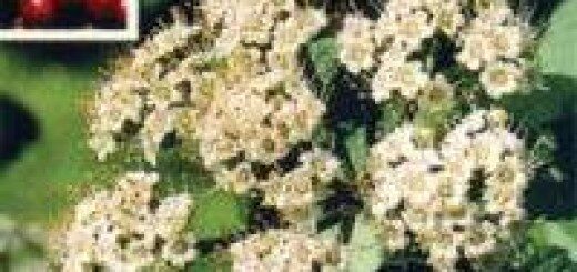 Калина гордовина  /Viburnum lantana Aureovariegatum/