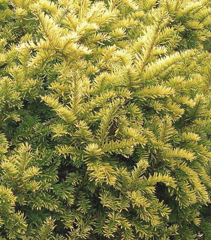 Common Yew Semperaurea /Taxus Baccata Semperaurea/ 