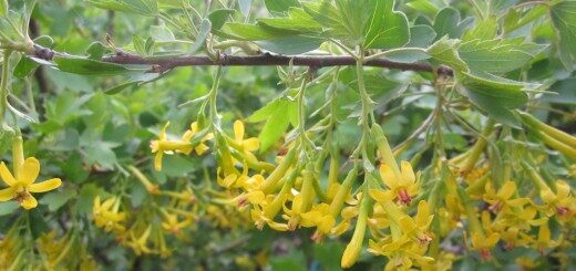 Golden Currant /Ribes Aureum/ 
