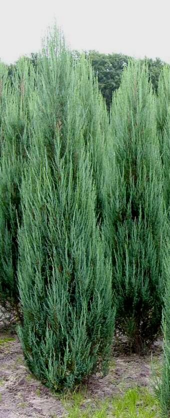  Kadiķis klinškalnu Blue Arrow /Juniperus scopulorum Blue Arrow/ 