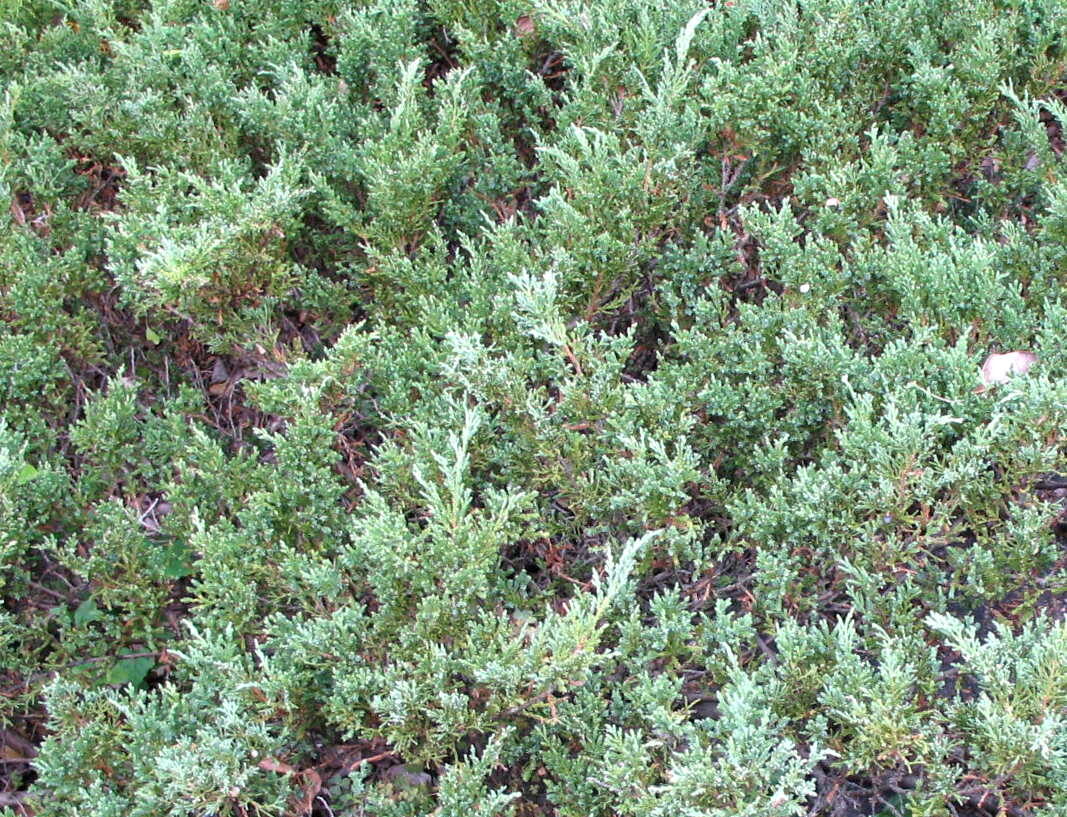 Sargent's Juniper /Juniperus Sargenti/ 